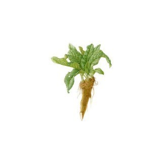 Χρένο  ( Horseradish root )