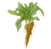 Χρένο  ( Horseradish root )